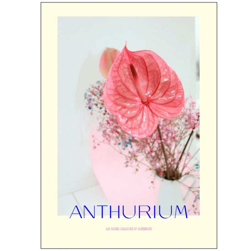 Anthurium II - A4 (311)