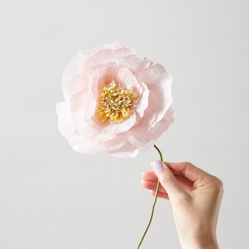 Den fineste ROSE - Ice Poppy blomst 